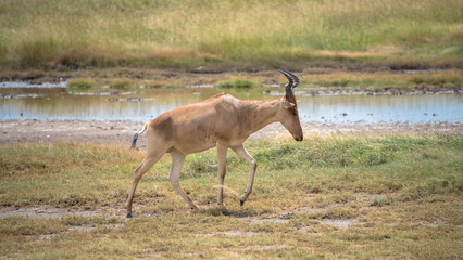 Naklejka premium Coke's hartebeest, Serengeti National Park, Tanzania