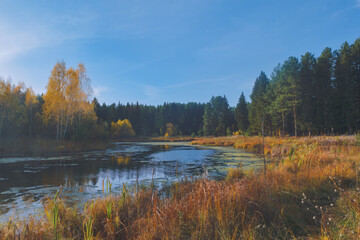 Fototapeta premium Autumn landscape - forest river and yellowed autumn trees on an autumn evening, autumn landscape scene on a sunny evening.