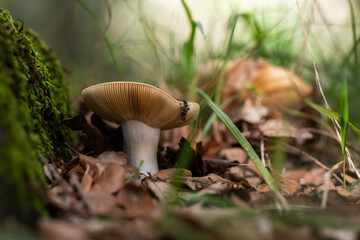 Seta, hongo, boletus, otoño, bosque, comestible, culinario, delicia, veneno, droga © Ruten