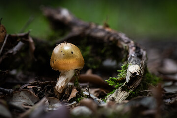 Seta, hongo, boletus, otoño, bosque, comestible, culinario, delicia, veneno, droga © Ruten