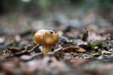 Seta, hongo, boletus, otoño, bosque, comestible, culinario, delicia, veneno, droga © Ruten