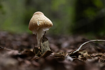 Seta, hongo, boletus, otoño, bosque, comestible, culinario, delicia, veneno, droga © Ruten