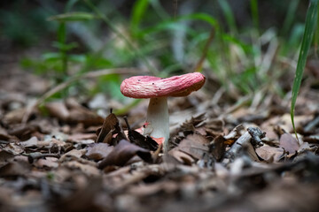 Seta, hongo, boletus, otoño, bosque, comestible, culinario, delicia, veneno, droga © Ruten
