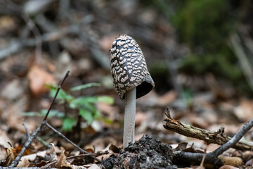 Seta, hongo, boletus, otoño, bosque, comestible, culinario, delicia, veneno, droga © Ruten