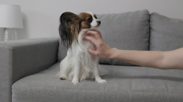 close up of woman stroking her cute papillon dog sitting on sofa 