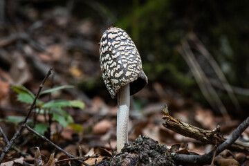 Seta, hongo, boletus, otoño, bosque, comestible, culinario, delicia, veneno, droga © Ruten