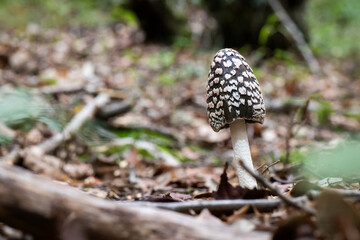 Seta, hongo, boletus, otoño, bosque, comestible, culinario, delicia, veneno, droga © Ruten