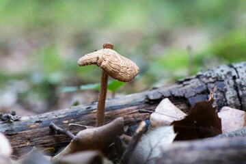 Seta, hongo, boletus, otoño, bosque, comestible, culinario, delicia, veneno, droga © Ruten