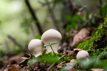 Seta, hongo, boletus, otoño, bosque, comestible, culinario, delicia, veneno, droga © Ruten