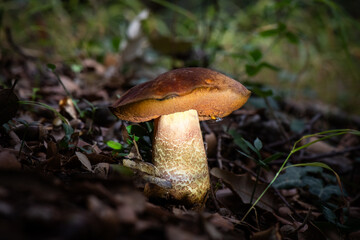 Seta, hongo, boletus, otoño, bosque, comestible, culinario, delicia, veneno, droga © Ruten