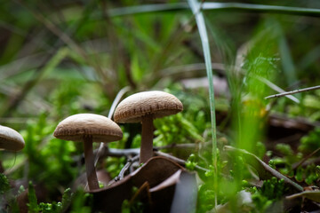 Seta, hongo, boletus, otoño, bosque, comestible, culinario, delicia, veneno, droga © Ruten