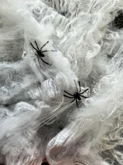 spider on the water