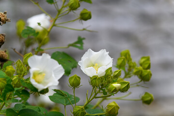 白いアオイ科の花　フヨウ・ムクゲ