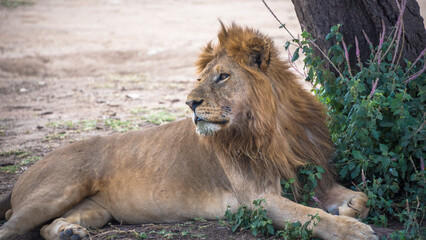 Naklejka premium Lion, Serengeti National Park, Tanzania