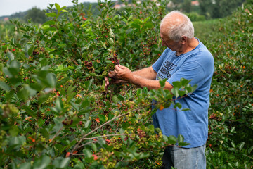 Senior Farmer Carefully Inspecting His Blueberry Farm to Ensure Quality and Progress