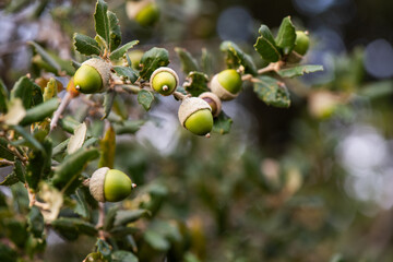 bellota, roble, haya, fruto, otoño, jamón, bosque, fruto, porcino