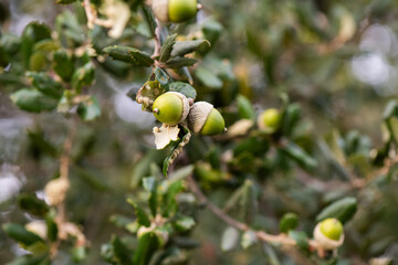 bellota, roble, haya, fruto, otoño, jamón, bosque, fruto, porcino