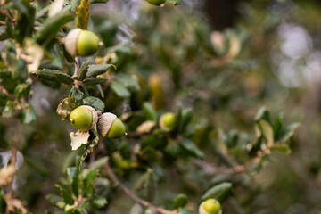 bellota, roble, haya, fruto, otoño, jamón, bosque, fruto, porcino