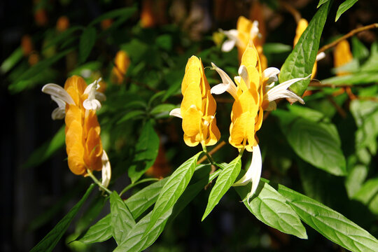 Golden shrimp plant, or Pachystachys lutea flowers in a garden