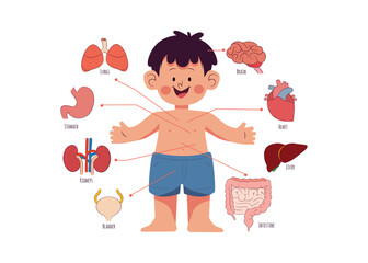 Cartoon Illustration for Kids' Internal Organ System