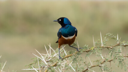 Superb starling, Serengeti National Park, Tanzania