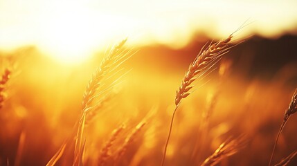 A detailed close-up panoramic view of golden wheat fields gently swaying in the breeze under a clear azure sky during a vibrant sunset. Warm sunlight casts a golden glow over the landscape.