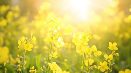 Obraz premium Blooming Yellow Flowers in Golden Sunlight