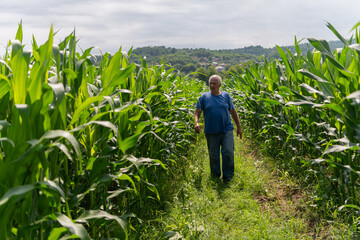 Naklejka premium Senior Farmer Walking Through His Fields of Corn, Raspberries, and Blueberries.