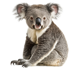 A cute koala sits calmly on a white background, showcasing its unique features and texture