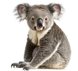 Gardinen A cute koala sits calmly on a white background, showcasing its unique features and texture © olegganko
