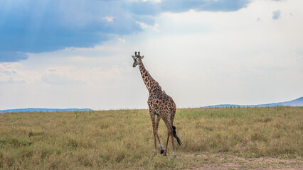 Giraffe, Serengeti National Park, Tanzania