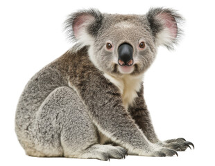 Obraz premium A cute koala sits calmly on a white background, showcasing its unique features and texture