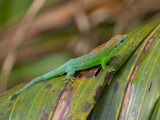 Blue tailed ornate day gecko of Mauritius 
