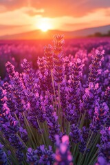 Obraz premium Vast lavender field under bright sky, soft sunlight, lowangle wide shot