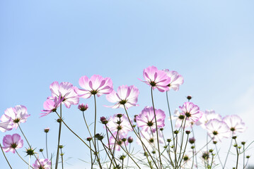 コスモスの花　花畑
