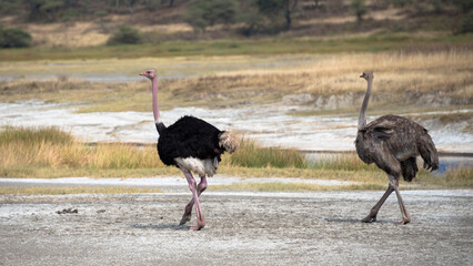 Naklejka premium Ostrich, Ngorongoro Conservation Area, Tanzania