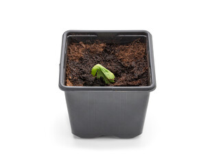 Baby squash plant sprout in plastic pot ready to plant isolated on white background