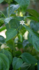 green pepper in the garden