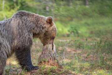 Brown bear digging around a tree stump searching for food