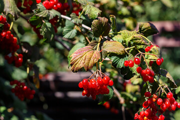 Fototapeta premium A cluster of ripe viburnum against green foliage in the rays of autumn sun.