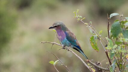 Obraz premium Lilac-breasted roller, Tarangire National Park, Tanzania