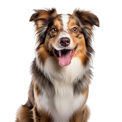 Fototapeta premium Australian Shepherd Dog isolated on transparent background