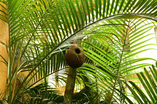 A bird's nest hanging from a tree in tropical green surroundings.