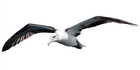 Obraz premium A majestic albatross soaring gracefully through the sky, showcasing its impressive wingspan and beauty in flight.