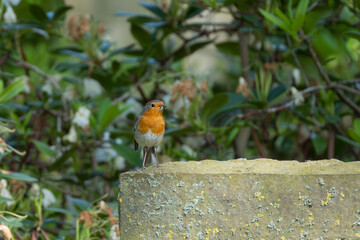 Robin perching on stone