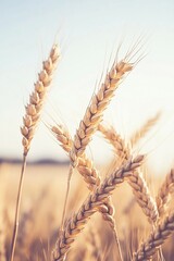 A detailed close-up panoramic view of golden wheat fields gently swaying in the breeze under a clear azure sky during a vibrant sunset. Warm sunlight casts a golden glow over the landscape.