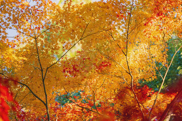 美しい秋色の庭園