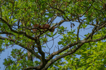 Red squirrel snacking on nut