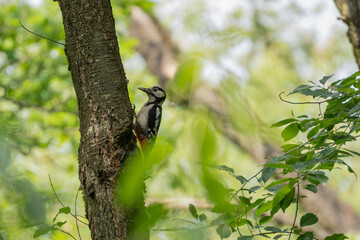 Woodpecker bringing food #9