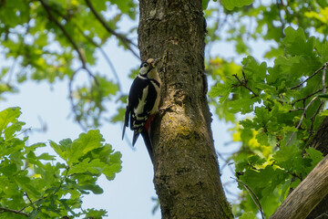 Woodpecker bringing food #11